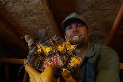 rodent trapping